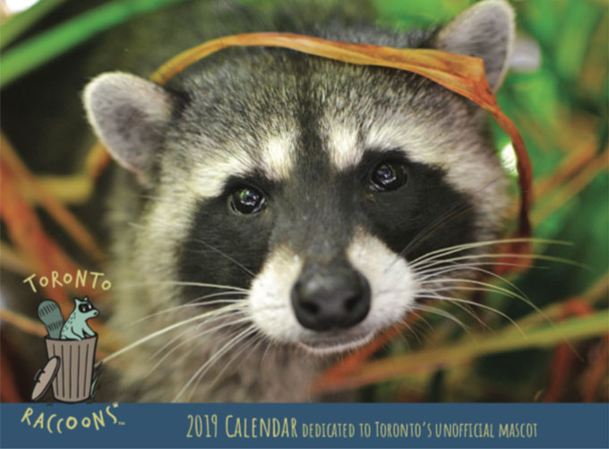 Toronto Raccoons calendar